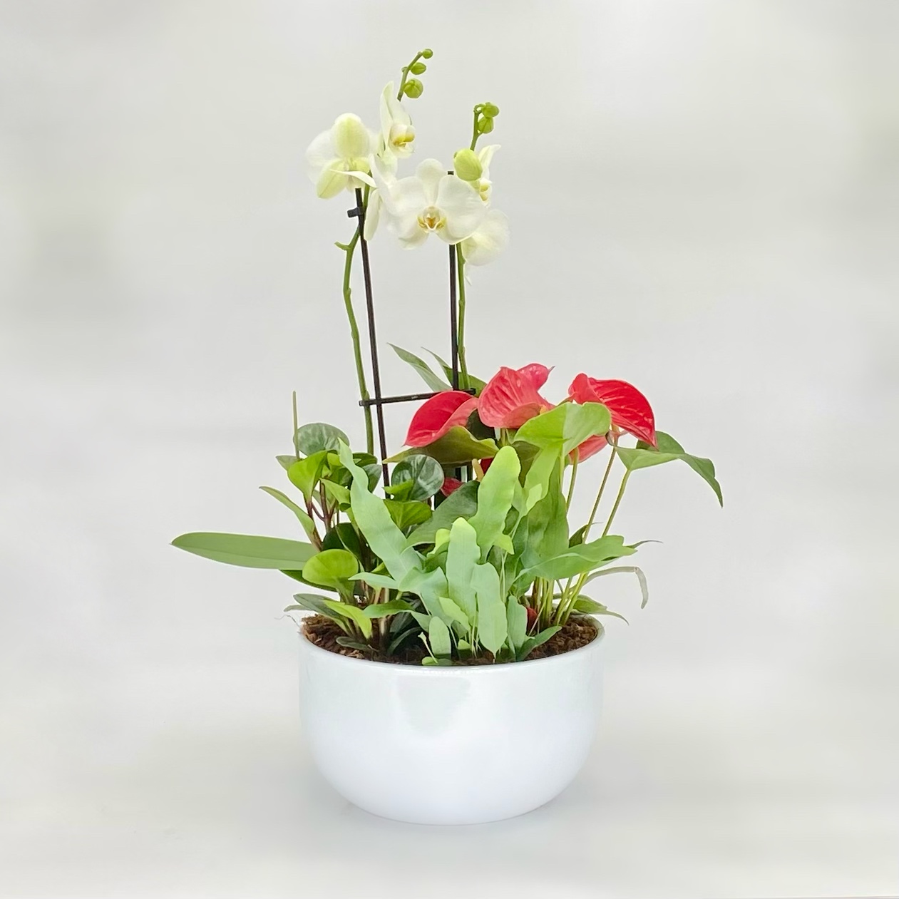 XL Round Orchid Planter