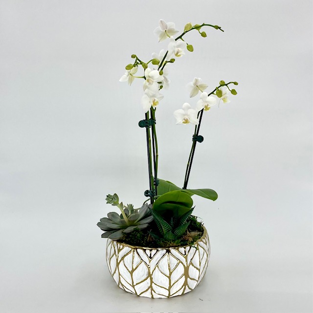 Small Orchid Succulent White