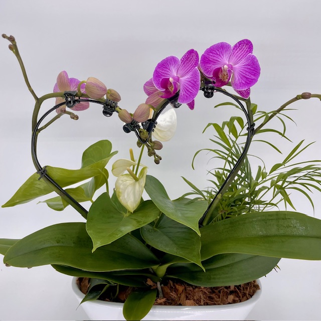 Heart Orchid Eileen