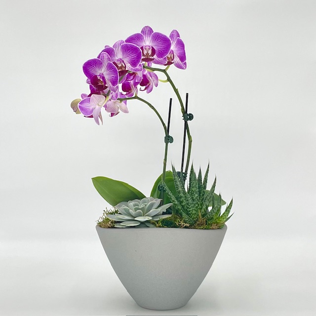 Eileen Orchid Succulent - Click Image to Close