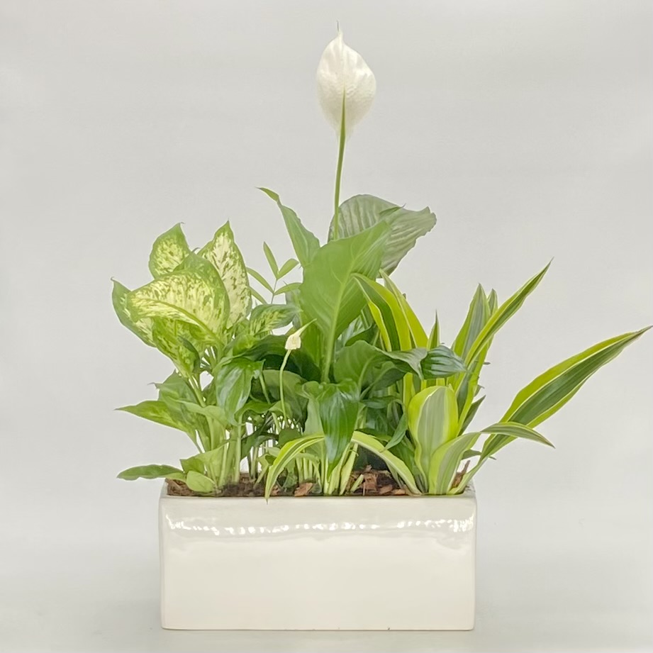 Rectangle Peace Lily Planter