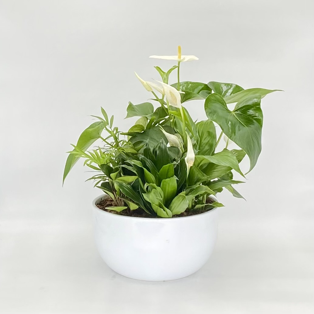 XL White Tropical