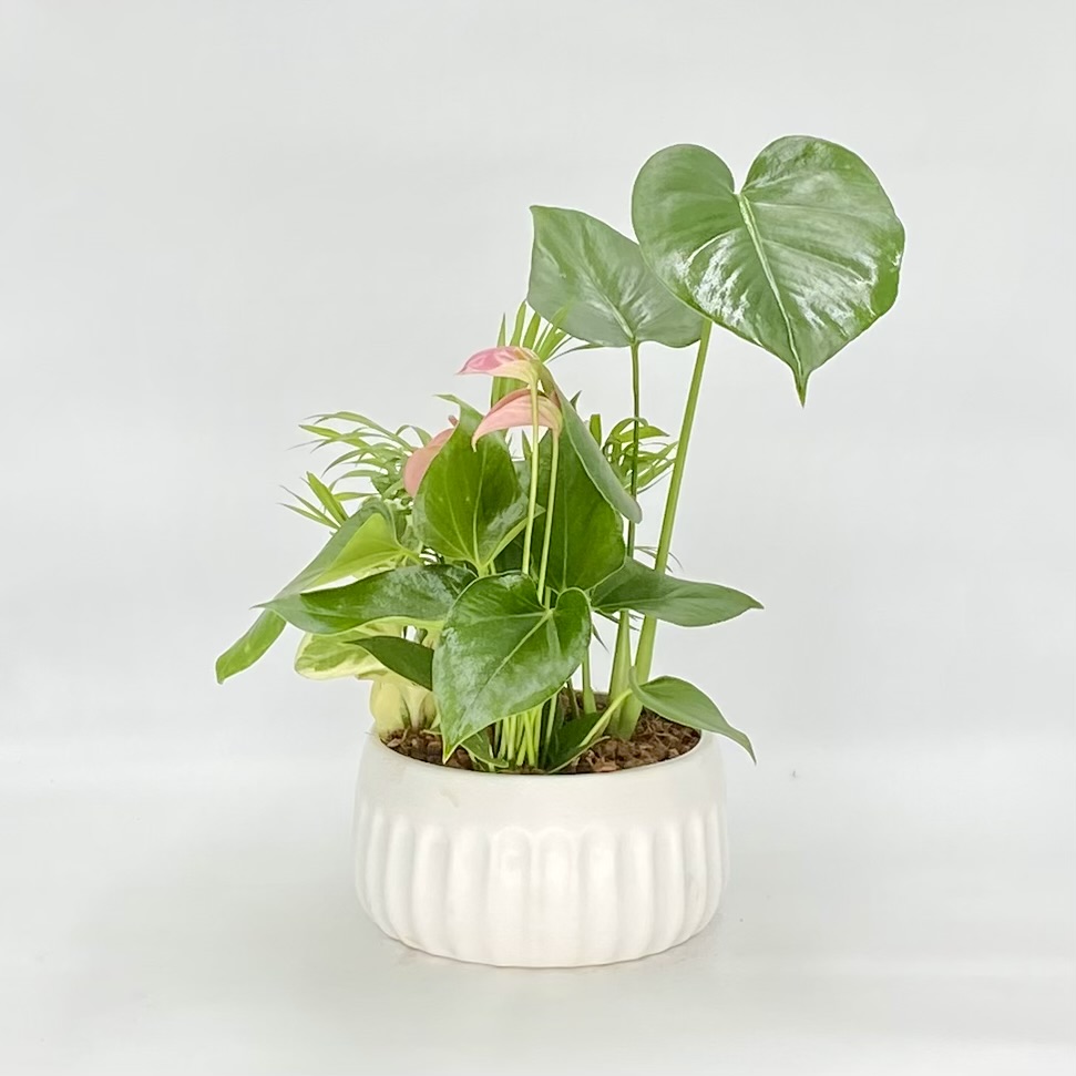 Monstera Tropical Bowl