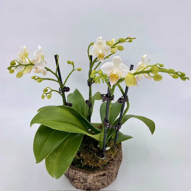 Orchid Tree Bowl