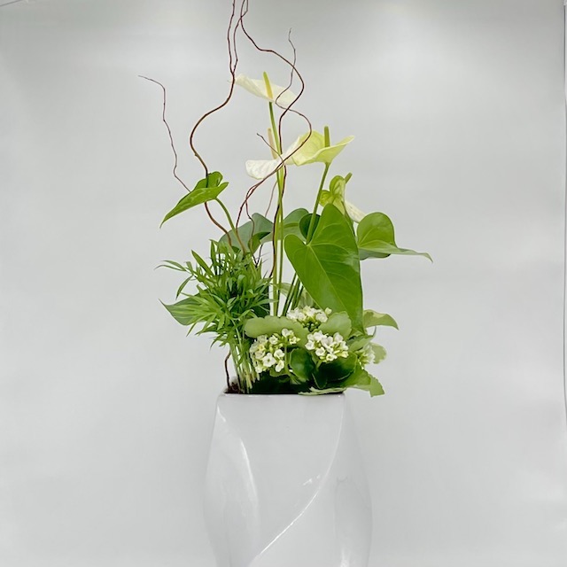 Tall Peace Lily - Click Image to Close