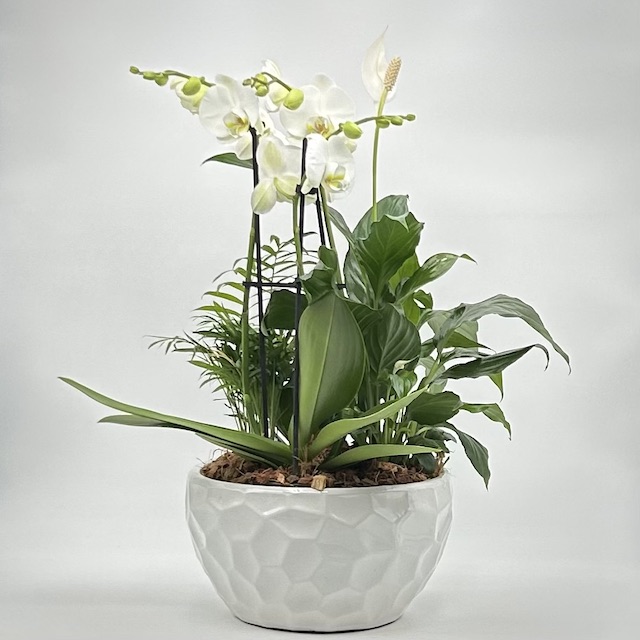 XL White Orchid - Click Image to Close